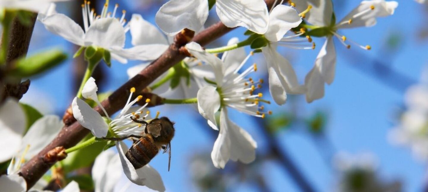 spring blooms