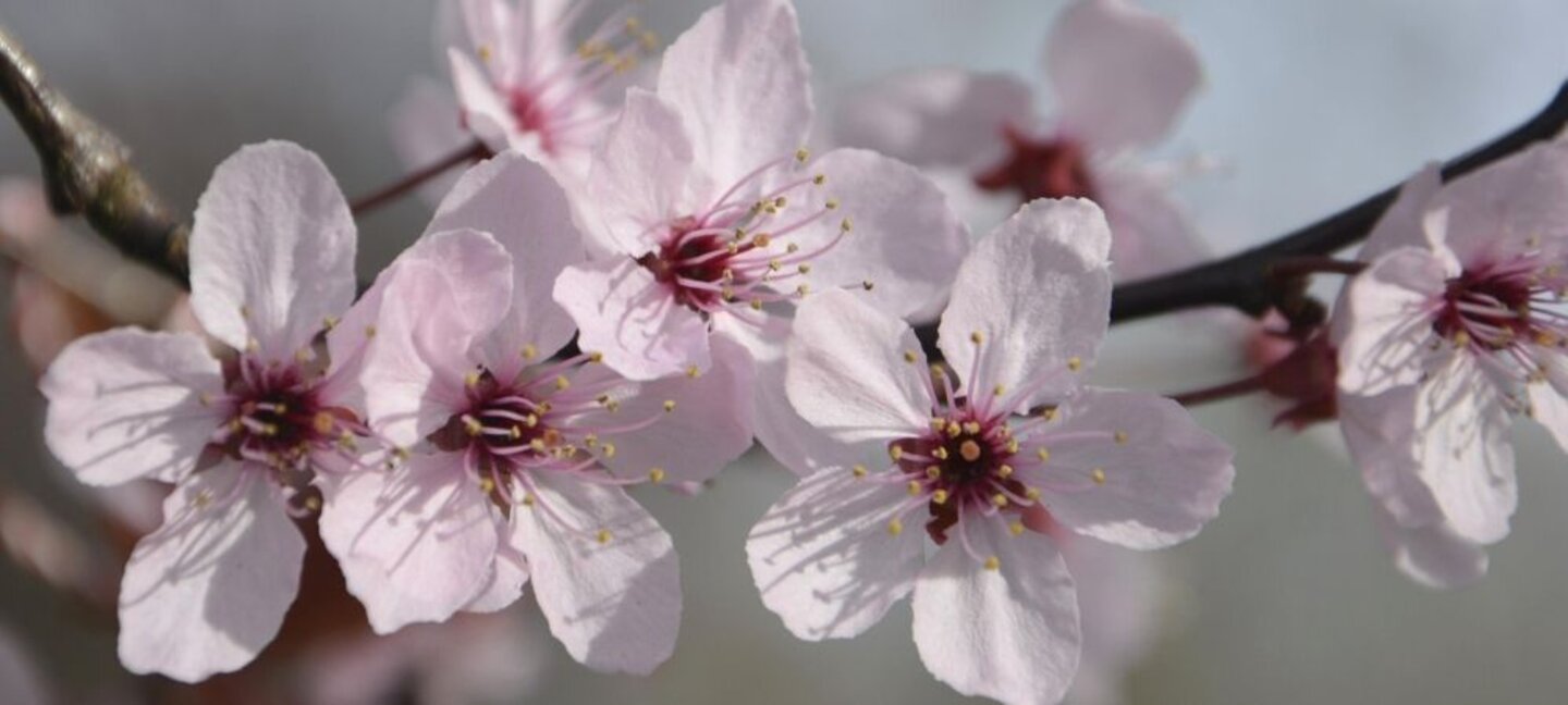 spring blooms on a tree