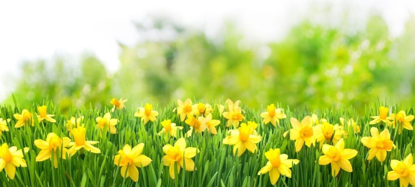 spring-flowers