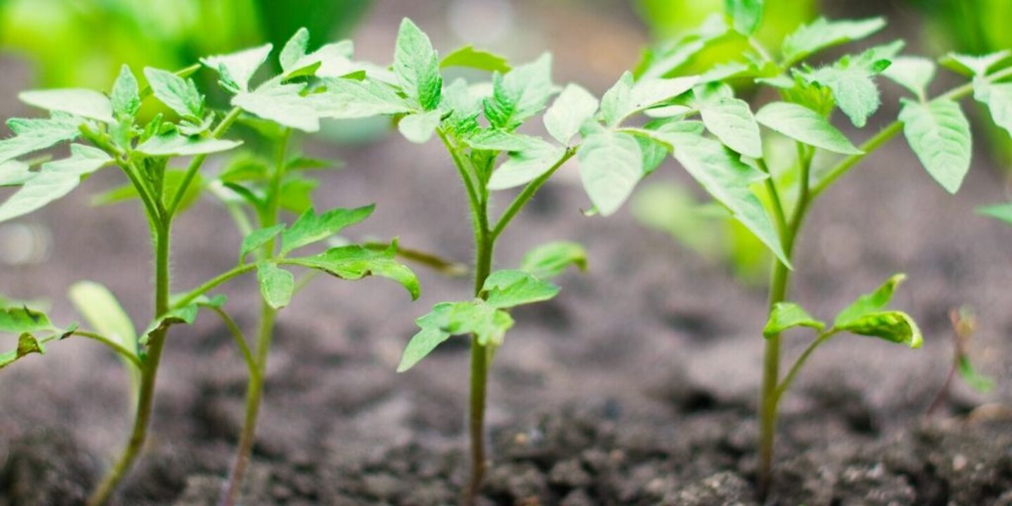 tomato-plants