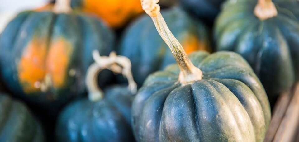 acorn squash