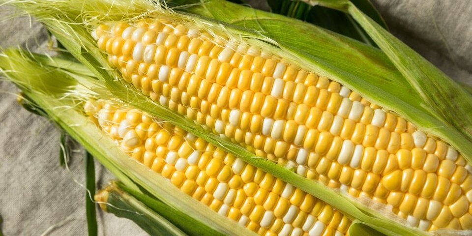 corn on the cob