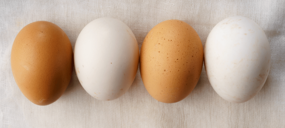 white and brown eggs on a table