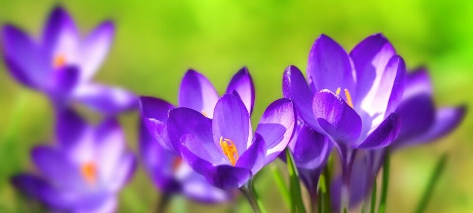 flowering crocus