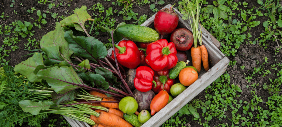 vegetables in a garden