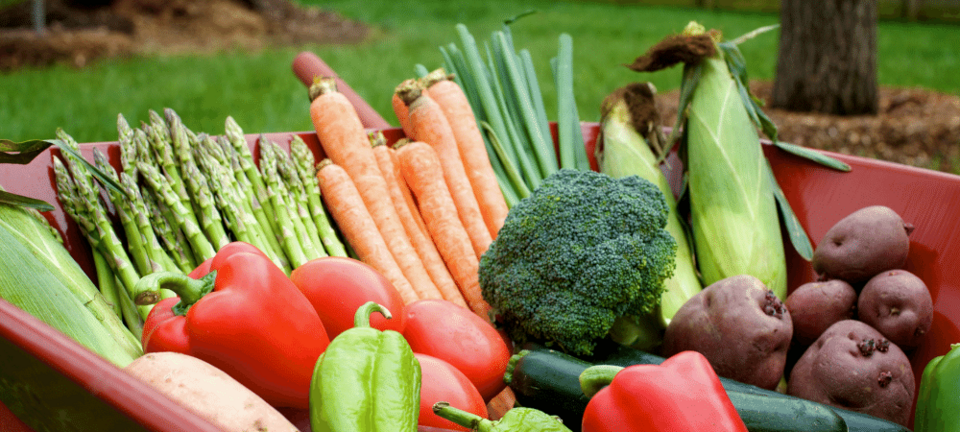 summer vegetable gardening with asparagus, carrots, broccoli, corn, tomatoes, and peppers