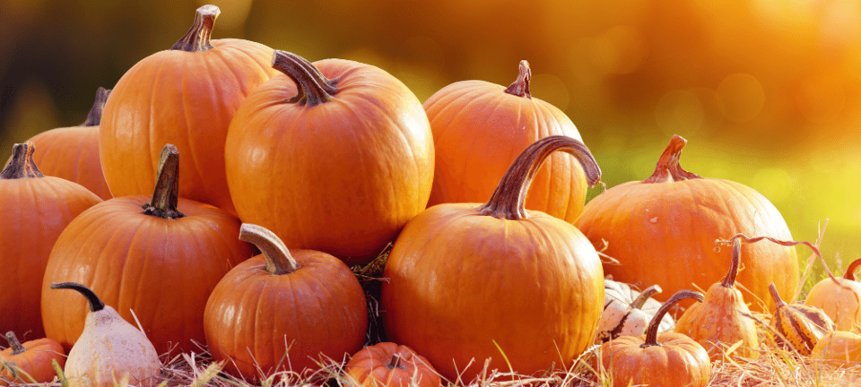 several pumpkins in a field