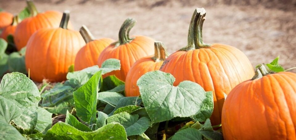 pumpkins