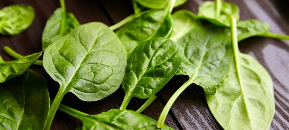 spinach