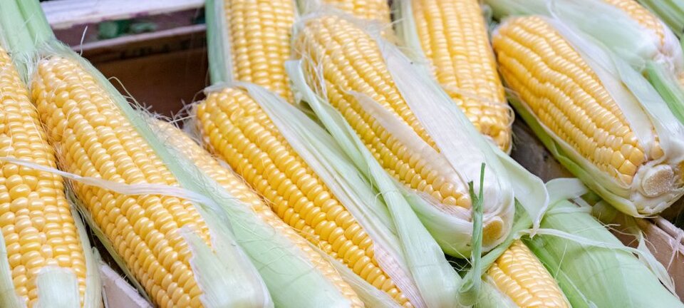 sweet corn on the cob