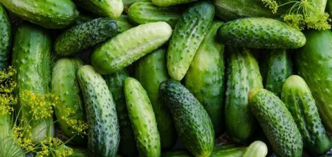 cucumbers and dill