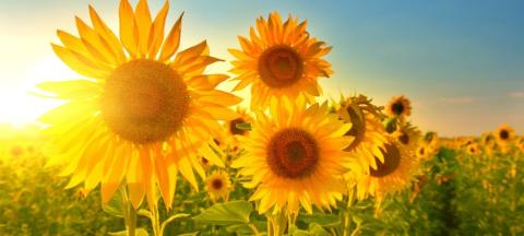 sunflowers-sun